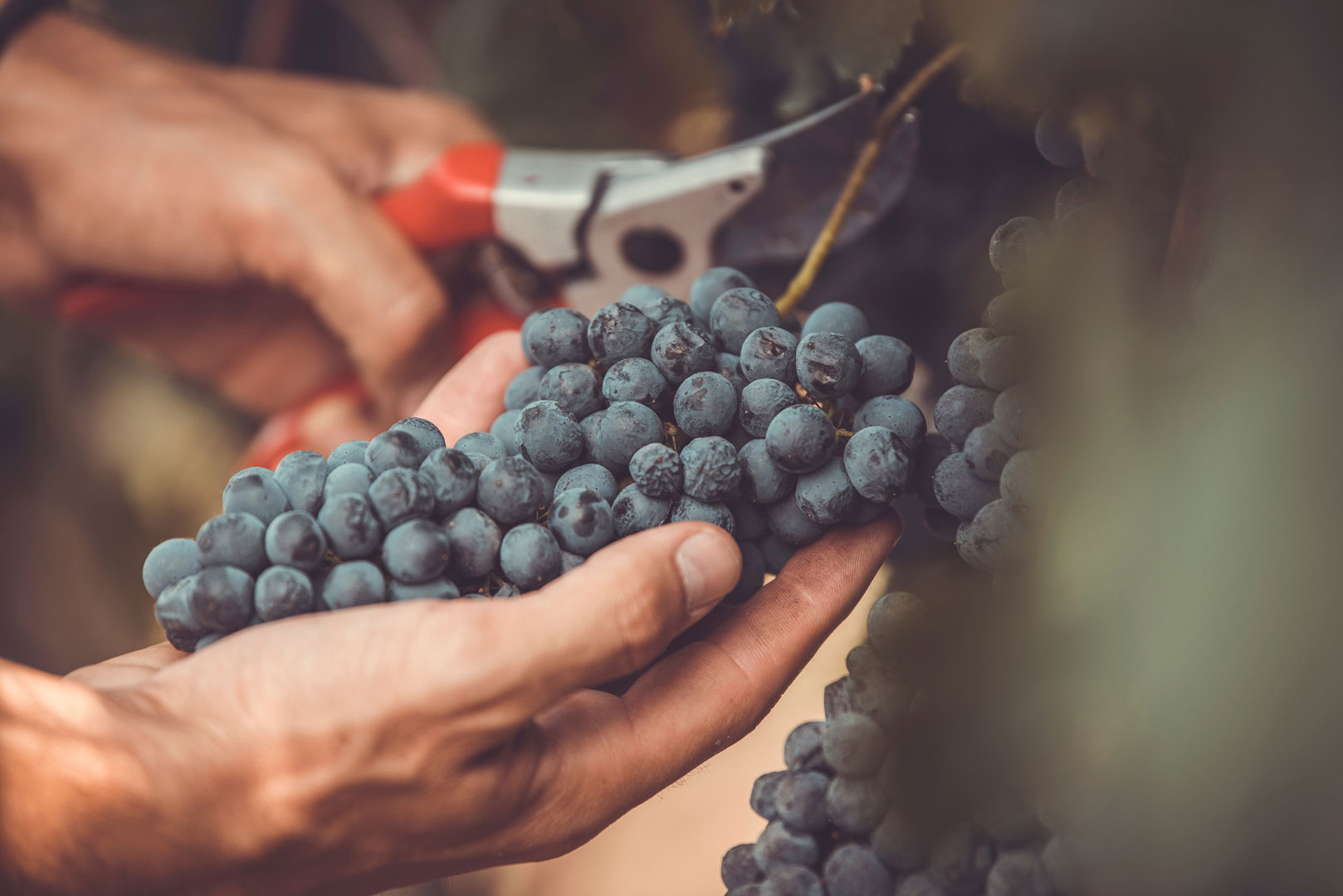 Urban Vineyard Association