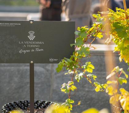 Citiculture - Vigne in Adoption