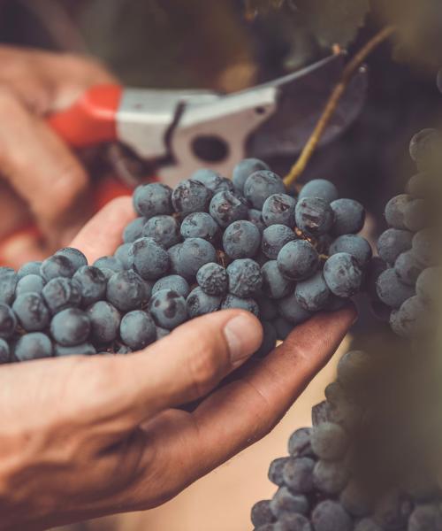 Urban Vineyard Association