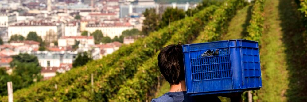 Citiculture - La vendemmia alla Vigna della Regina