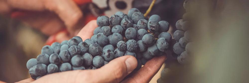 Citiculture - Urban Vineyards Association