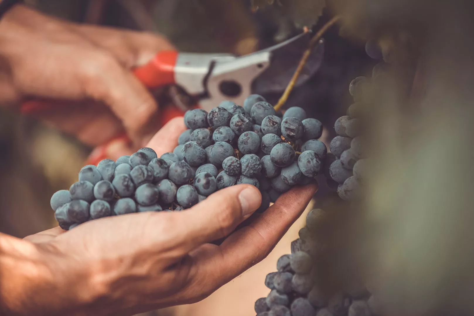 Urban Vineyard Association