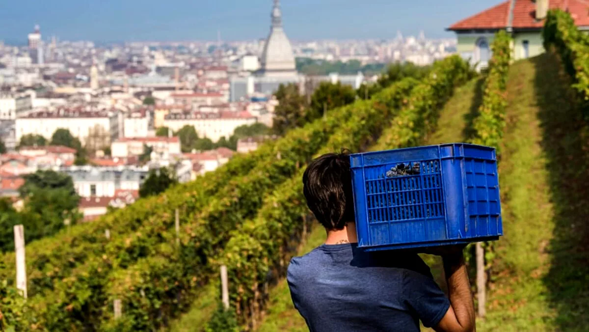 Citiculture - La vendemmia alla Vigna della Regina